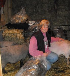 Sheep Shearing Completed, Fiber Ready for Spinning Into Yarn Image
